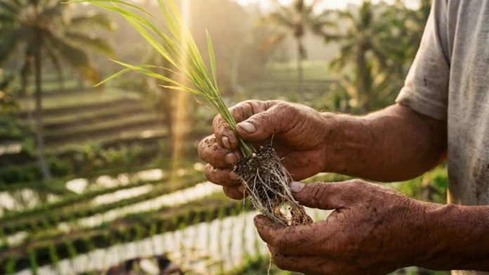WEB - MEDIOS (29) Biofertilización en arroz busca reducir el uso de fertilizantes químicos en Panamá