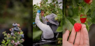 México: ¿Qué hay detrás del sabor de los berries? Estas son las 4 claves de una industria en crecimiento