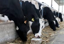 Ganadería lechera enfrenta el impacto del clima y apuesta por genética