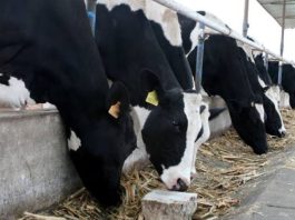 Ganadería lechera enfrenta el impacto del clima y apuesta por genética
