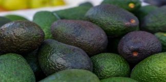 Palta mexicana será bloqueada si proviene de huertas deforestadas Palta mexicana cultivada en huertas deforestadas no podrá ser exportada