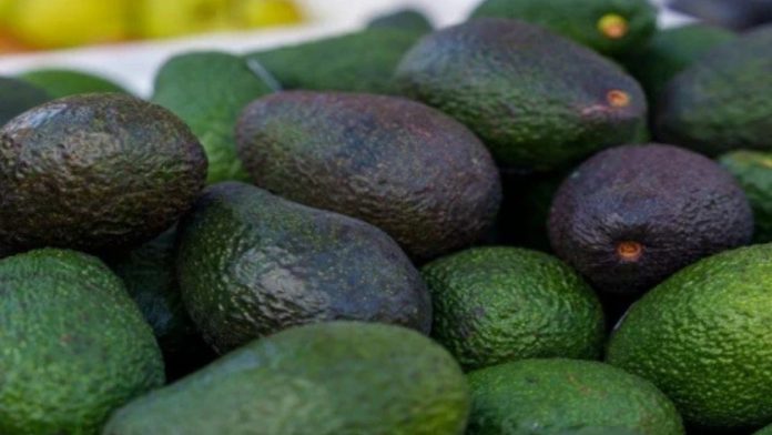WEB - MEDIOS (34) Palta mexicana cultivada en huertas deforestadas no podrá ser exportada