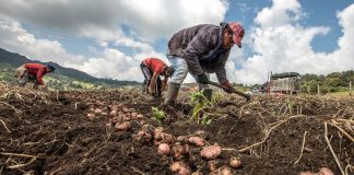 Producción de papa cae 19,6% en julio, pero abastecimiento de Lima baja solo 1% Producción de papa en Perú cayó 19,6% en julio de 2026