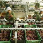 Perú exporta uvas por US$790 millones y crece 17,1%
