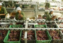 Perú exporta uvas por US$790 millones y crece 17,1%