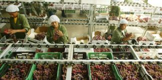 Perú exporta uvas por US$790 millones y crece 17,1%