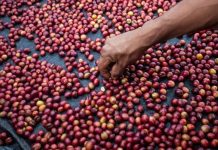 Serfor fortalece alianza para impulsar producción sostenible en Perú