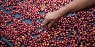 Serfor fortalece alianza para impulsar producción sostenible en Perú
