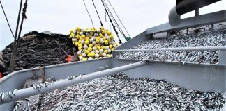 Produce excluye baja captura de anchoveta del cálculo de cuotas futuras