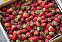 ADEX busca incorporar a más pequeños productores en la cadena exportadora de la fresa
