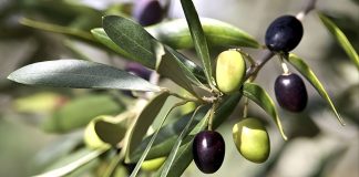 Perú exportó US$30,8 millones en aceitunas y derivados hasta junio