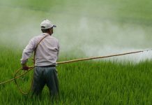 Tras suspensión de cinco plaguicidas, CIP Lima propone reforzar el control de agroquímicos y exigir receta de un ingeniero agrónomo para su venta