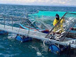 Perú lidera en APEC nueva herramienta para detectar a tiempo enfermedades que amenazan la producción de tilapia y trucha