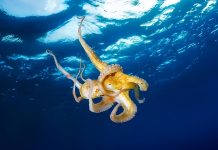 Calentamiento de los océanos podría reducir el tamaño de los moluscos