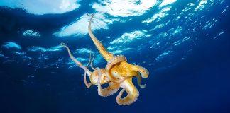 Calentamiento de los océanos podría reducir el tamaño de los moluscos