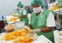 Del total de empresas exportadoras a agosto, el 88.5% fueron mypes empresas