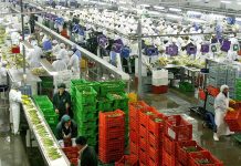 Agroexportaciones peruanas sumaron US$ 8.334 millones hasta agosto de 2026 Agroexportaciones peruanas
