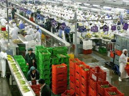 Agroexportaciones peruanas sumaron US$ 8.334 millones hasta agosto de 2026 Agroexportaciones peruanas