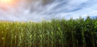 Hedgepoint prevé una cosecha récord de maíz en Brasil en 2026/27 Revista Economía