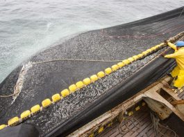 Balanzas pesqueras de hasta 100 mil kilos tendrán control obligatorio desde 2027 Balanzas pesqueras de hasta 100 mil kilos