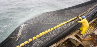 Balanzas pesqueras de hasta 100 mil kilos tendrán control obligatorio desde 2027 Balanzas pesqueras de hasta 100 mil kilos