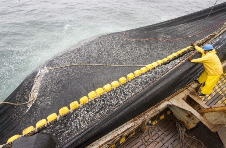 Balanzas pesqueras de hasta 100 mil kilos