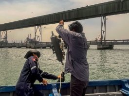 IMARPE vigila el puerto del Callao para detectar especies marinas invasoras