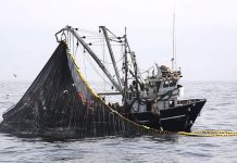 Perú completa su cuota de jurel en alta mar y suma 5.000 toneladas adicionales Cuota de jurel del Perú en alta mar.