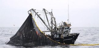 Perú completa su cuota de jurel en alta mar y suma 5.000 toneladas adicionales Cuota de jurel del Perú en alta mar.