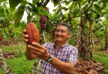 Cacao y palma en Pucallpa: cómo Paisaje Clima Perú contribuye a una producción más sostenible