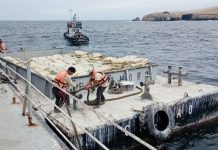 Guano de las islas Macabí vuelve al continente tras 17 años con envío de 1.320 toneladas Guano de las islas Macabí trasladado al continente en un envío de 1.320 toneladas.
