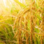Arroz peruano frente al clima extremo: proteger hoy los cultivos es proteger la alimentación de mañana arroz