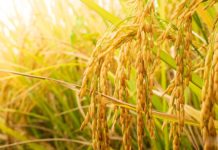 Arroz peruano frente al clima extremo: proteger hoy los cultivos es proteger la alimentación de mañana arroz
