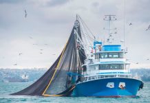 Chile: Estudio analizó beneficios y riesgos del comercio mundial de productos del mar