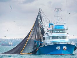 Chile: Estudio analizó beneficios y riesgos del comercio mundial de productos del mar