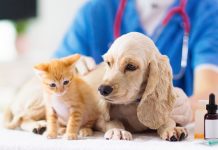 Exportación de productos veterinarios mantienen buen comportamiento