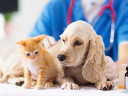 Exportación de productos veterinarios mantienen buen comportamiento