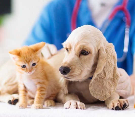 Exportación de productos veterinarios mantienen buen comportamiento