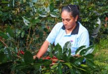 Café del Vraem buscará nuevos mercados en Expo Amazónica Ucayali 2026 Café del Vraem presentado por productores en Expo Amazónica Ucayali 2026.