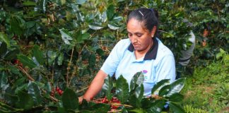Café del Vraem buscará nuevos mercados en Expo Amazónica Ucayali 2026 Café del Vraem presentado por productores en Expo Amazónica Ucayali 2026.