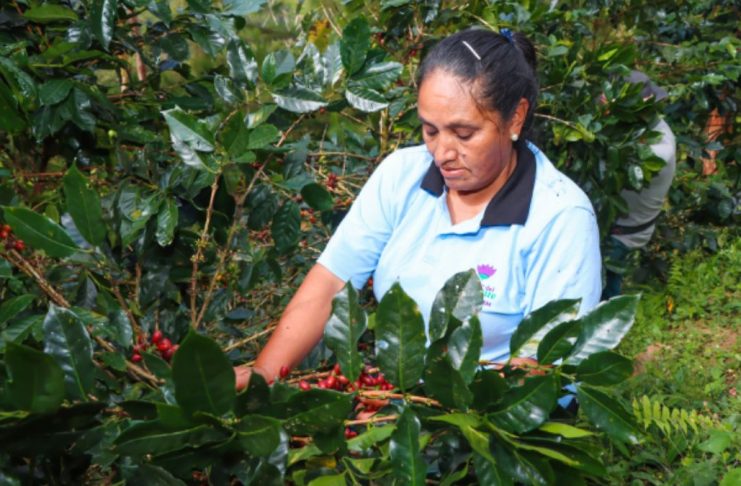 Café del Vraem presentado por productores en Expo Amazónica Ucayali 2026.