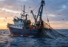 Produce autoriza pesca exploratoria de anchoveta blanca por hasta 15 días Anchoveta blanca en el mar peruano durante la pesca exploratoria autorizada por Produce.