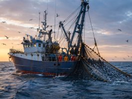 Produce autoriza pesca exploratoria de anchoveta blanca por hasta 15 días Anchoveta blanca en el mar peruano durante la pesca exploratoria autorizada por Produce.