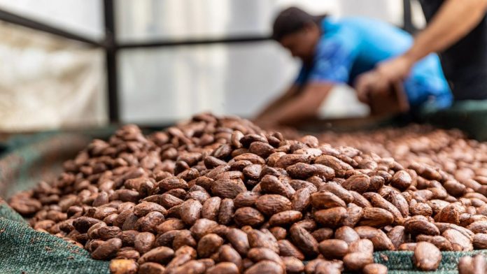 WEB - MEDIOS (51) El Salvador y el comercio exterior de cacao.