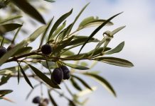 Tacna: productores de olivo venden 80 toneladas de aceituna negra por S/ 1,2 millones Productores de Tacna venden 80 toneladas de aceituna negra.