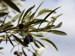 Tacna: productores de olivo venden 80 toneladas de aceituna negra por S/ 1,2 millones Productores de Tacna venden 80 toneladas de aceituna negra.