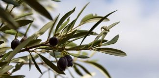 Tacna: productores de olivo venden 80 toneladas de aceituna negra por S/ 1,2 millones Productores de Tacna venden 80 toneladas de aceituna negra.