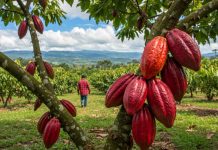 Devida invertirá más de S/ 2 millones para impulsar el cacao y los cítricos en tres regiones