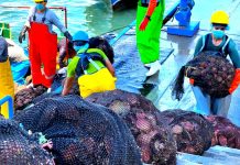 PRODUCE refuerza la sanidad acuícola en Sechura para proteger la concha de abanico frente al fenómeno El Niño
