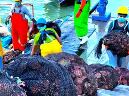PRODUCE refuerza la sanidad acuícola en Sechura para proteger la concha de abanico frente al fenómeno El Niño